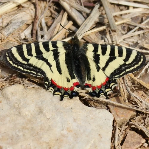 Macro photography of Chinese Tiger Swallowtail (Luehdorfia chinensis), featuring Scales, Wing patterns, Color gradient characteristics, native to 华东、华中, China.
