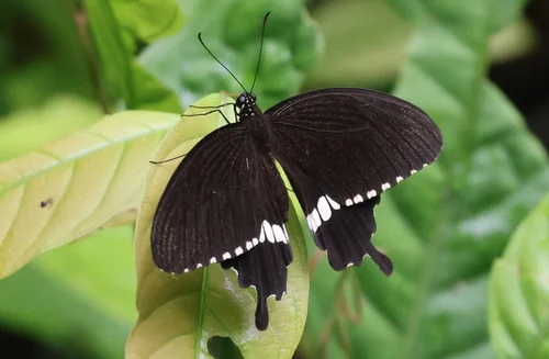 Macro photography of Common Mormon (Papilio polytes), featuring Scales, Wing patterns, Color gradient characteristics, native to 全国各地, China.
