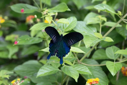 Macro photography of Dialis Swallowtail (Papilio dialis), featuring Scales, Wing patterns, Color gradient characteristics, native to 华东、华中、西南, China.