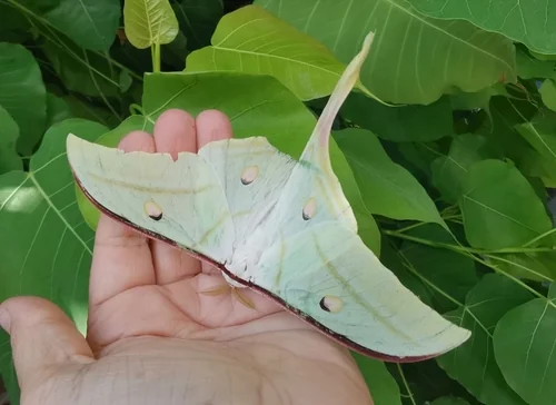 Macro photography of Indian Luna Moth (Actias selene), featuring Scales, Wing patterns, Color gradient characteristics, native to 全国各地, China.