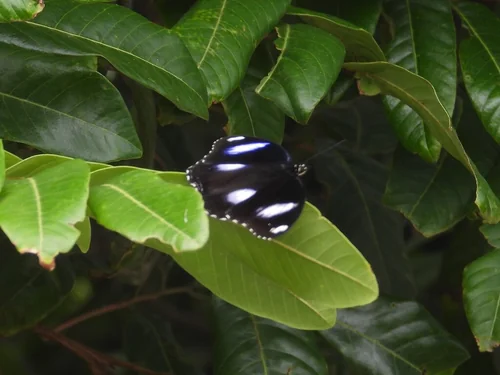 Macro photography of Black Queen (Hypolimnas bolina), featuring Scales, Wing patterns, Color gradient characteristics, native to 华南、西南, China.