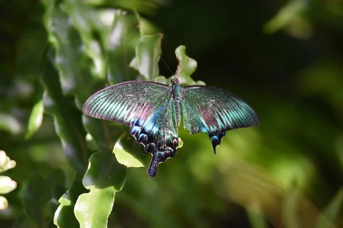 Macro photography of Papilio bianor