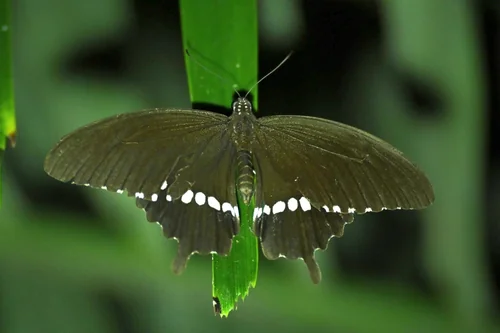 Macro photography of Papilio polytes