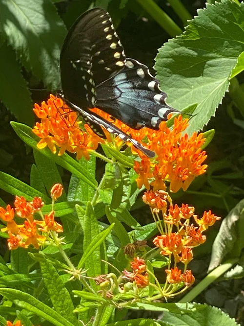 Macro photography of Papilio troilus