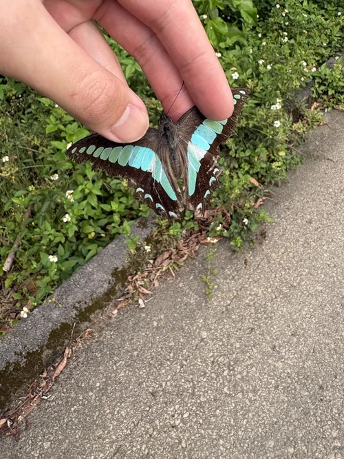 Macro photography of Graphium sarpedon