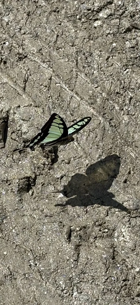 Macro photography of Graphium cloanthus