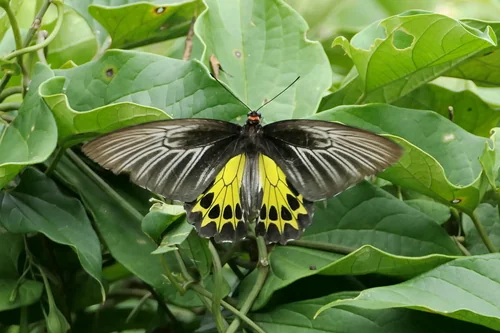 Macro photography of Troides helena