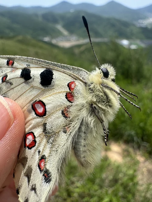 Macro photography of Parnassius nomion