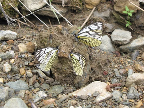 Macro photography of Aporia procris