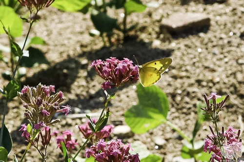 Macro photography of Colias erate