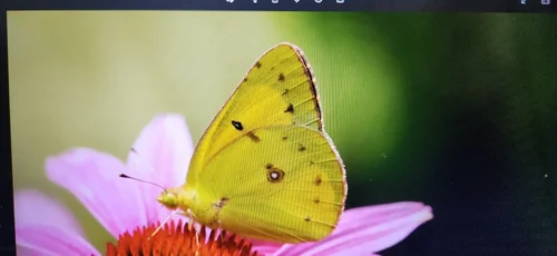 Macro photography of Colias eurytheme