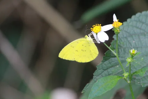 Macro photography of Eurema hecabe