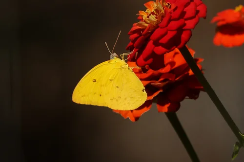 Macro photography of Catopsilia scylla
