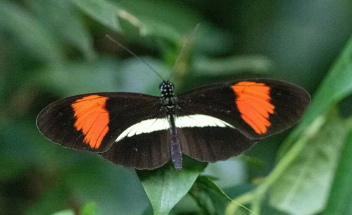 Macro photography of Heliconius melpomene