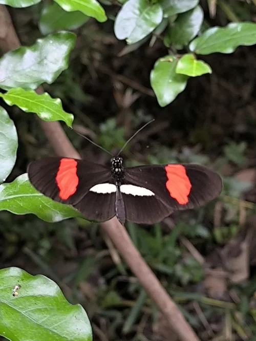 Macro photography of Heliconius erato
