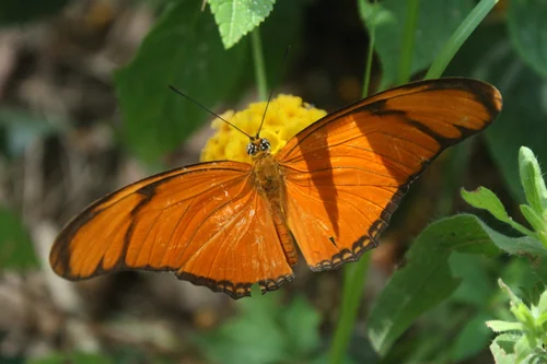 Macro photography of Dryas iulia