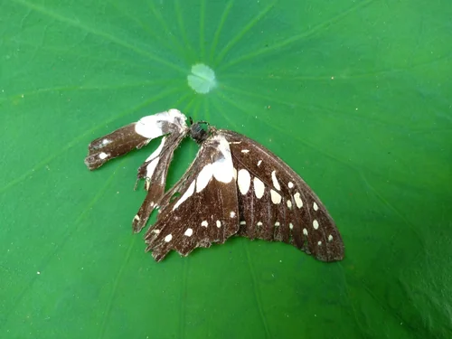Macro photography of Graphium doson