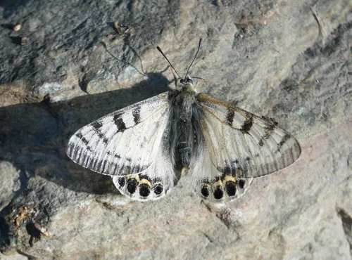 Macro photography of Parnassius autocrator
