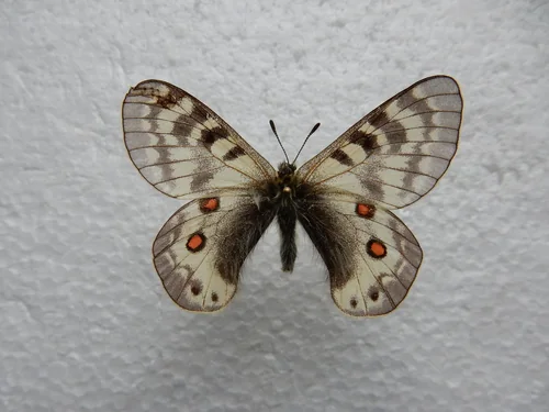 Macro photography of Parnassius staudingeri