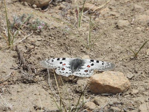 Macro photography of Parnassius tianschanicus
