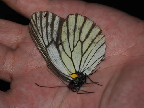 Macro photography of Aporia largeteaui