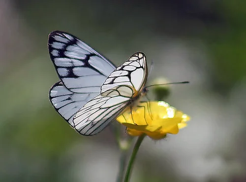 Macro photography of Aporia leucodice