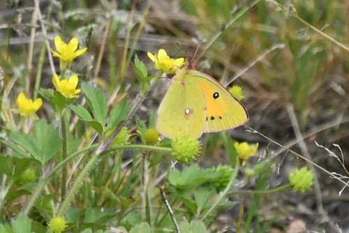 Macro photography of Colias fieldii