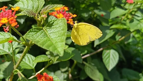 Macro photography of Eurema blanda