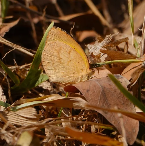 Macro photography of Eurema brigitta