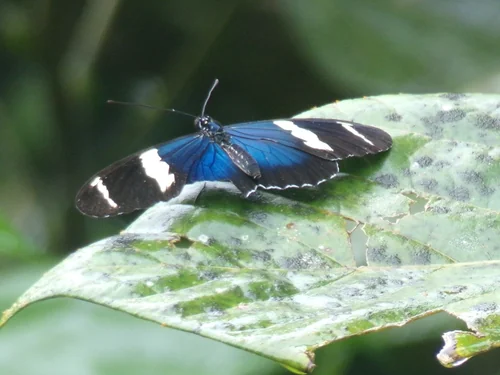 Macro photography of Heliconius sara