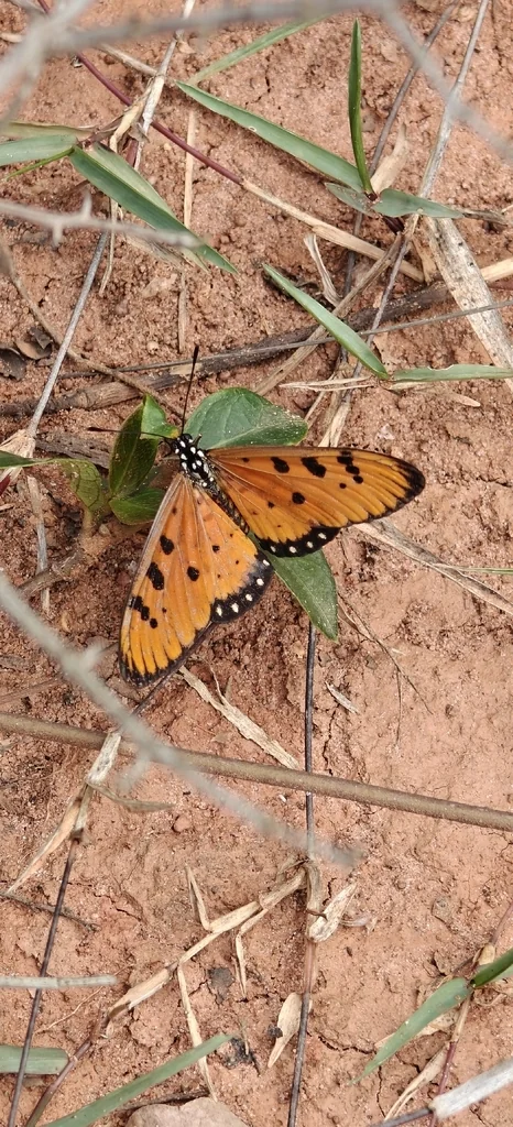 Macro photography of Danaus genutia