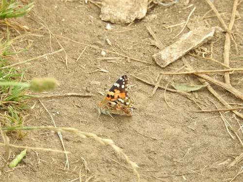Macro photography of Vanessa cardui