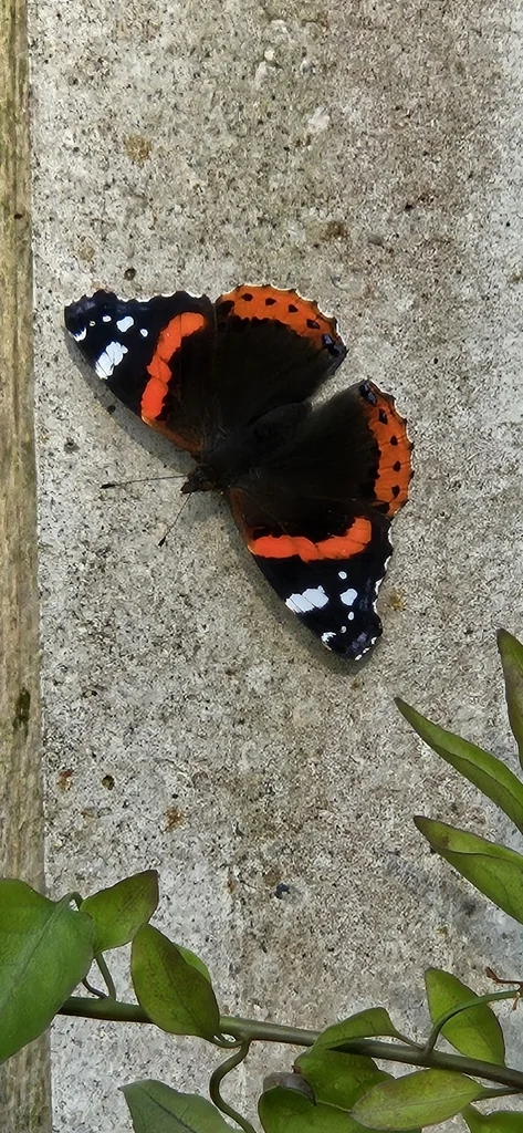 Macro photography of Vanessa atalanta