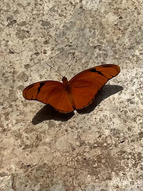 Macro photography of Vanessa indica