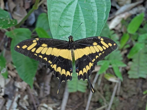 Macro photography of Nymphalis antiopa