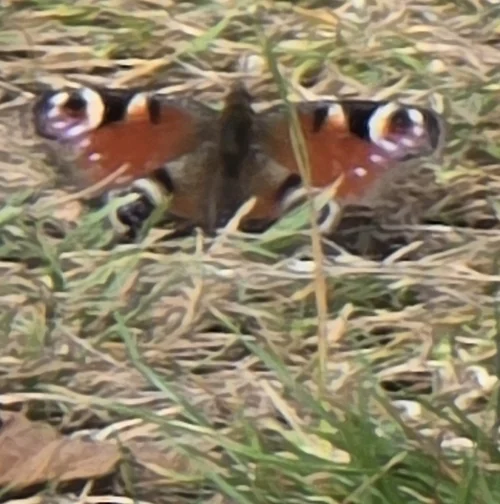 Macro photography of Aglais io