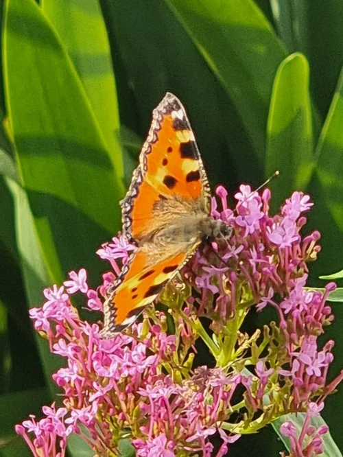 Macro photography of Aglais urticae