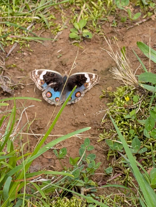 Macro photography of Junonia orithya