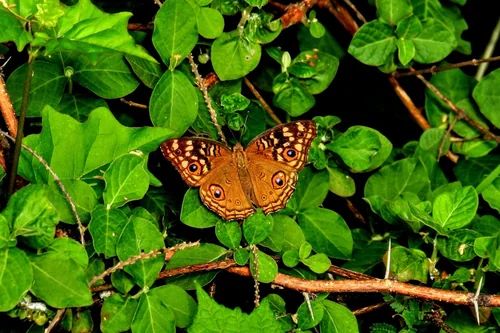 Macro photography of Junonia lemonias