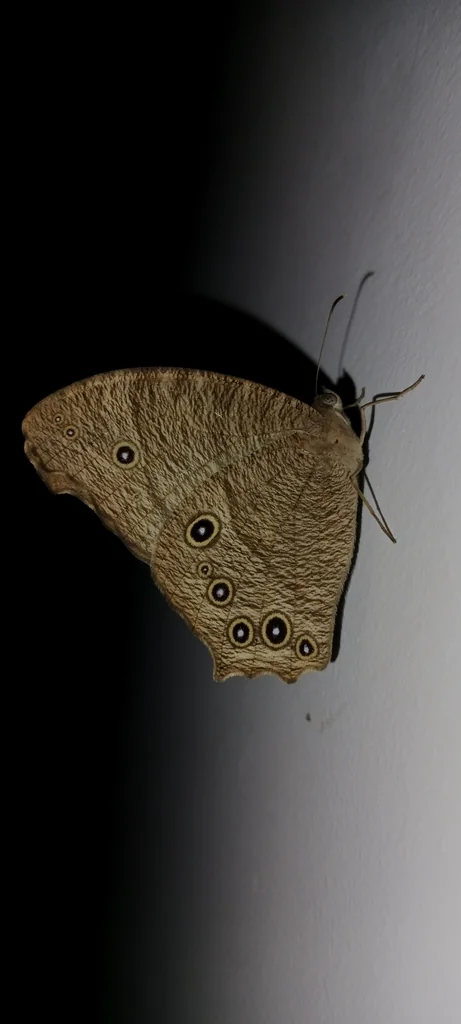 Macro photography of Melanitis leda