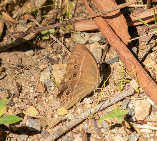 Macro photography of Mycalesis perseus