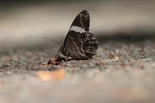 Macro photography of Lethe confusa