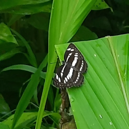 Macro photography of Neptis hylas