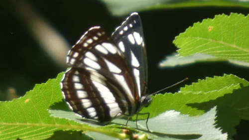 Macro photography of Neptis sappho