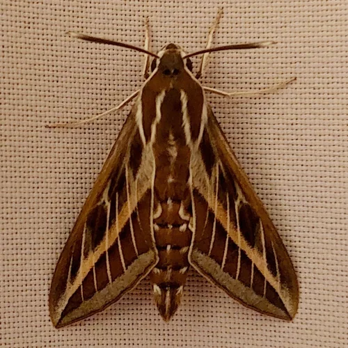 Macro photography of Hyles livornica