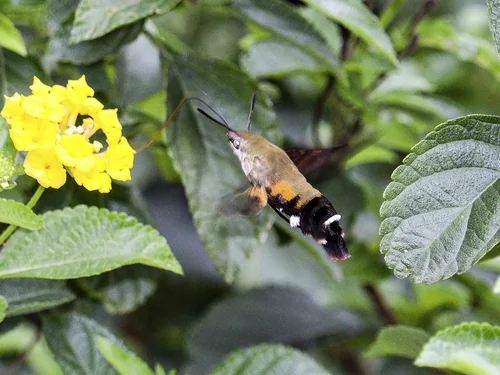 Macro photography of Macroglossum bombylans