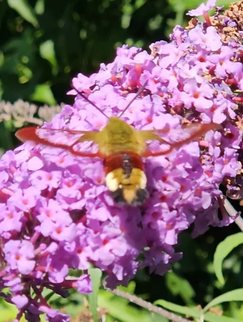 Macro photography of Hemaris fuciformis