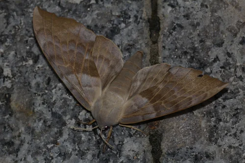 Macro photography of Laothoe amurensis