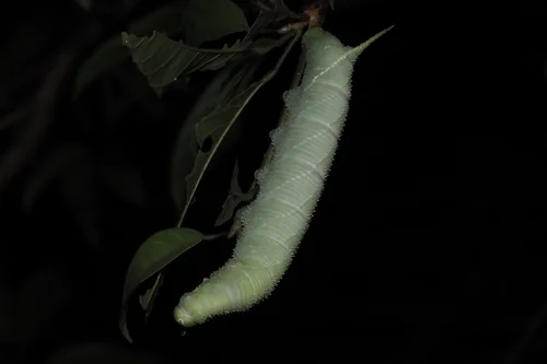 Macro photography of Marumba dyras