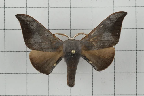 Macro photography of Mustilia fusca
